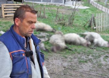 Psi lutalice napali stado ovaca, ubili 20 ovaca