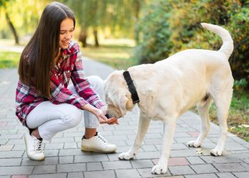 Evo što se može dogoditi ako vaš pas previše maše repom