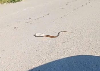 (VIDEO) Pogledajte video zmije zarobljene u limenci koji je podijelio javnost