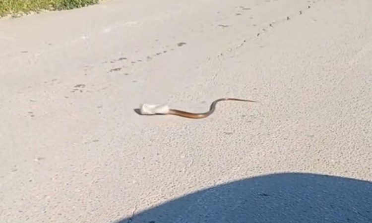 (VIDEO) Pogledajte video zmije zarobljene u limenci koji je podijelio javnost