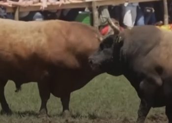 (VIDEO) Panika na koridi u BiH: Bikovi pobjegli među publiku