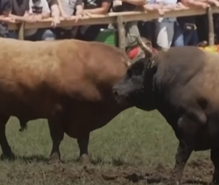 (VIDEO) Panika na koridi u BiH: Bikovi pobjegli među publiku
