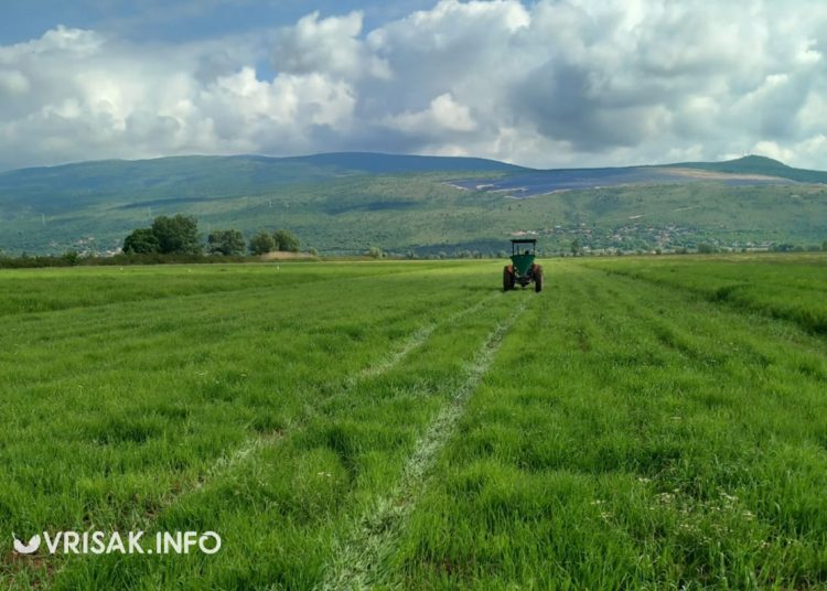 Političar i poljoprivrednik iz Širokog Brijega: Proizvodim najslađe lubenice
