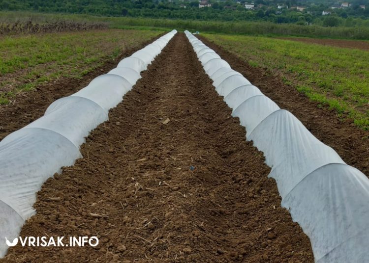 Političar i poljoprivrednik iz Širokog Brijega: Proizvodim najslađe lubenice
