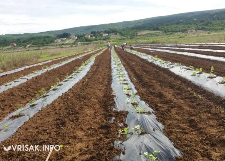 Političar i poljoprivrednik iz Širokog Brijega: Proizvodim najslađe lubenice