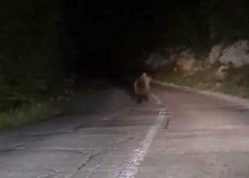 Na cesti Goranci – Mostar vozača iznenadio medvjed