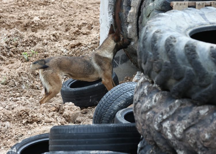Širokobriješki GSS-ovac i pas Rea sudjelovali na treningu za potražne pse