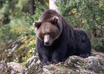 Sarajlija ispričao kako je izbjegao napad medvjeda na Vlašicu