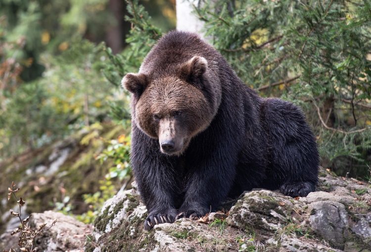 Sarajlija ispričao kako je izbjegao napad medvjeda na Vlašicu