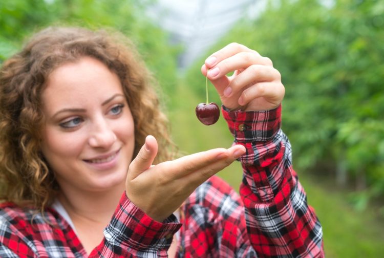 Trešnje u Hercegovini kao luksuz novog doba