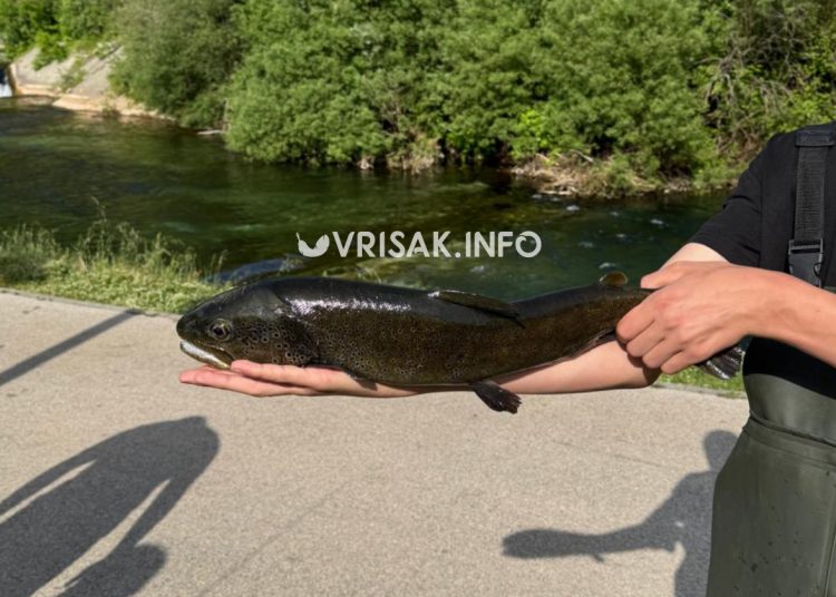 Široki Brijeg: Mladi ribič u Borku upecao primjerak od 2,5 kilograma