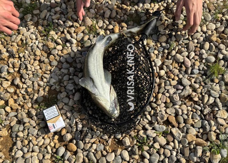 Široki Brijeg: Mladi ribič u Borku upecao primjerak od 2,5 kilograma