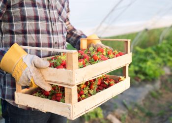 Unatoč dnevnicama od 100 KM u BiH nemoguće pronaći sezonske radnike