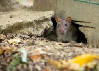 U Županiji Sarajevo danas registrirano novih osam slučajeva leptospiroze