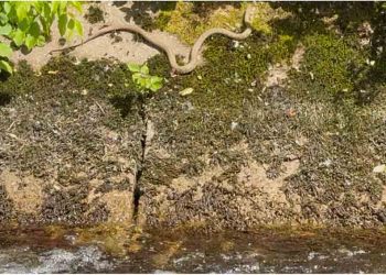 Široki Brijeg: Čuvajte se velikih zmija uz rijeku Lišticu