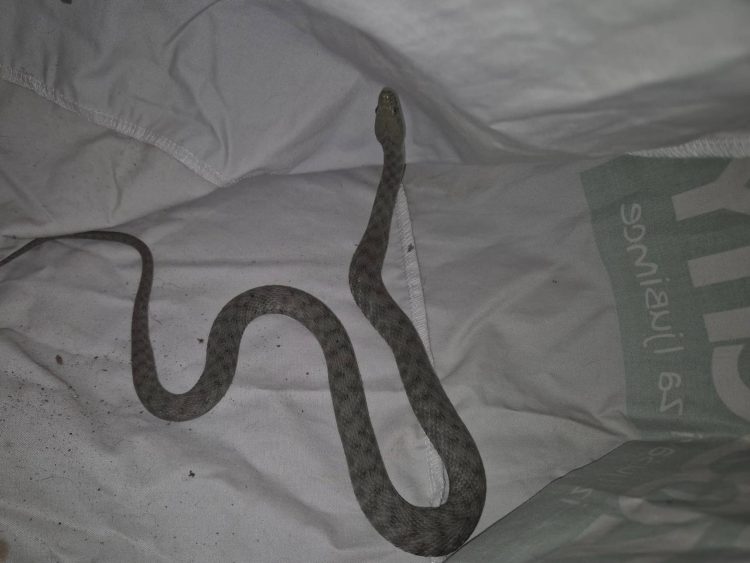 Neobičan gost u zagrebačkom hotelu: Intervenirali radi zmije