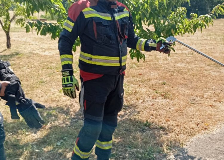 Zmija u kući u Grabu: Brza intervencija ljubuških vatrogasaca spriječila paniku