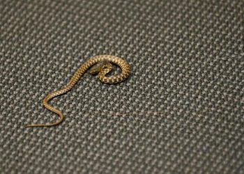 Zmija uzrokovala odgodu sjednice Doma naroda Federalnog parlamenta