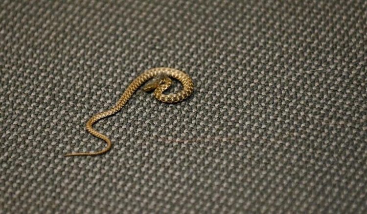 Zmija uzrokovala odgodu sjednice Doma naroda Federalnog parlamenta