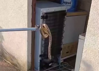 Čitlučki vatrogasci uklanjali zmiju iz ostave