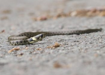 Ljubuški vatrogasci uklonili zmiju iz kuće u Vašarovićima