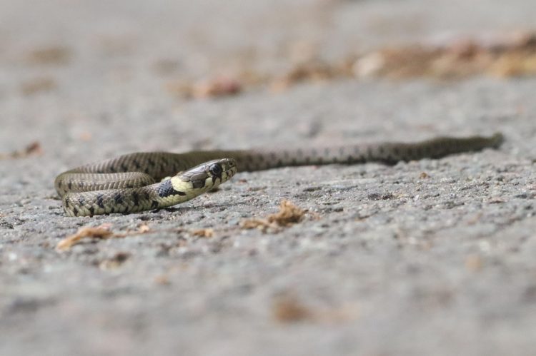Ljubuški vatrogasci uklonili zmiju iz kuće u Vašarovićima