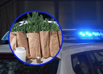 Policija u Čitluku uhvatila muškarca dok je zalijevao zasad indijske konoplje