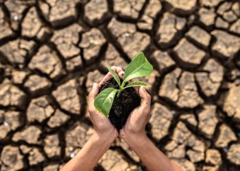 Poljoprivrednici u BiH u problemima: Suša i otkupne cijene ih uništavaju