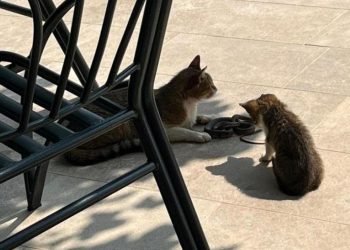 Široki Brijeg: Mačke se “pohvalile golemom zmijom”