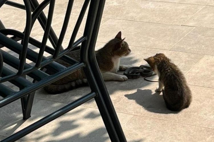 Široki Brijeg: Mačke se “pohvalile golemom zmijom”