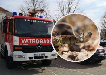 Široki Brijeg: Vatrogasci izvlačili zmiju iz stambenog objekta u Knešpolju