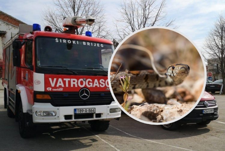 Široki Brijeg: Vatrogasci izvlačili zmiju iz stambenog objekta u Knešpolju