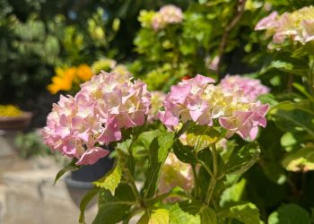 Temperature u BiH danas i do visokih 36 stupnjeva