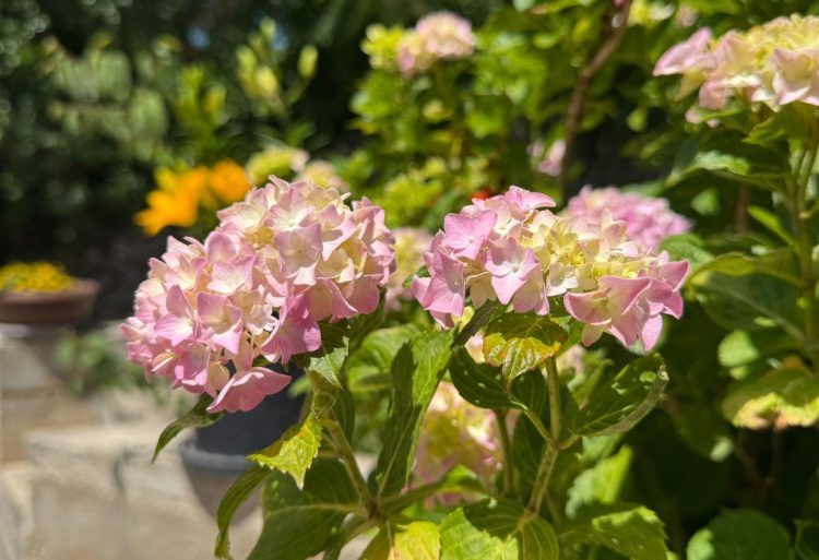 Temperature u BiH danas i do visokih 36 stupnjeva