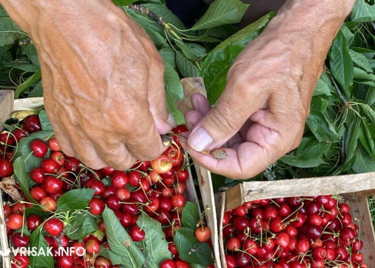 Hercegovačke trešnje osvajaju tržnicu: Širokobriježani beru i prodaju plodove svoga rada