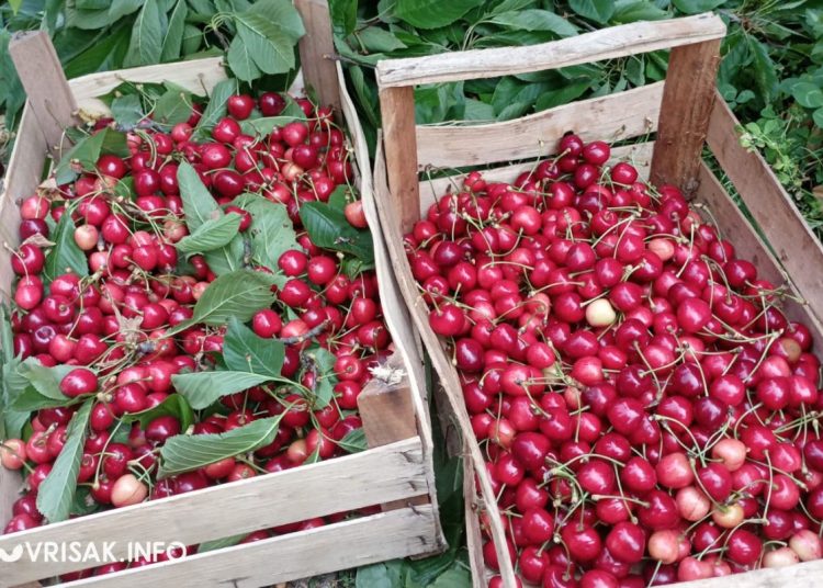 Hercegovačke trešnje osvajaju tržnicu: Širokobriježani beru i prodaju plodove svoga rada