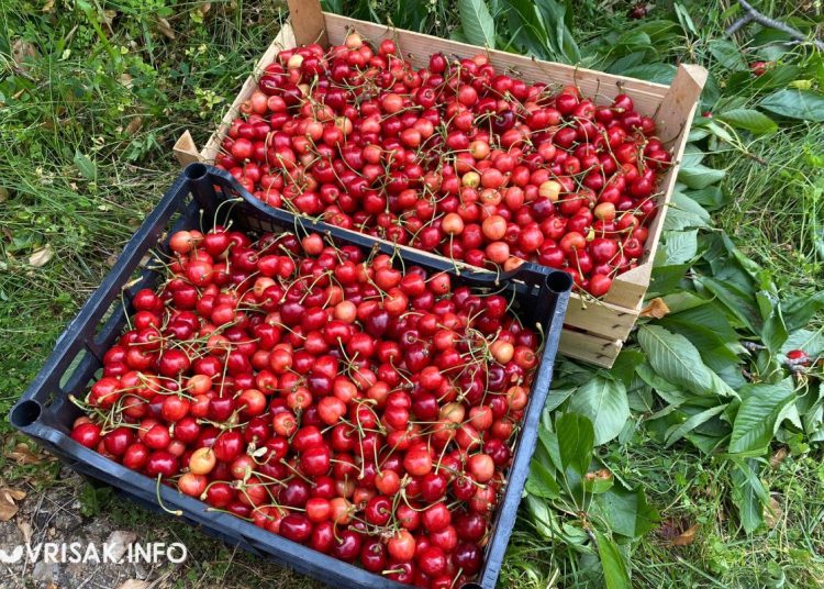 Hercegovačke trešnje osvajaju tržnicu: Širokobriježani beru i prodaju plodove svoga rada