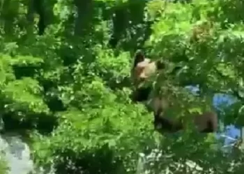 U Mostaru u sred dana snimljen medvjed