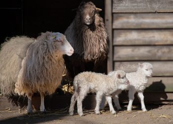 Ljubuški: Ovce i krave uzeli na čuvanje pa prodali za 10.000 KM