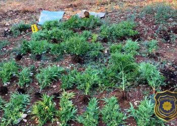 Čapljina: Jedna osoba uhićena, pronađena droga, oružje i streljivo