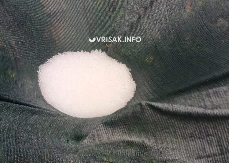 Široki Brijeg: Krupa u Rasnu uništila vrtove i vinovu lozu