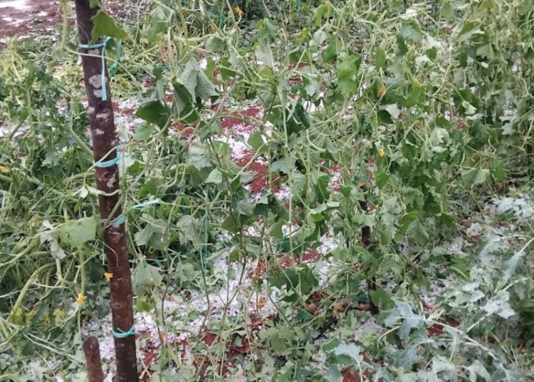 Široki Brijeg: Krupa u Rasnu uništila vrtove i vinovu lozu