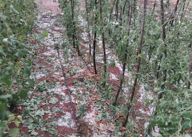 Široki Brijeg: Krupa u Rasnu uništila vrtove i vinovu lozu