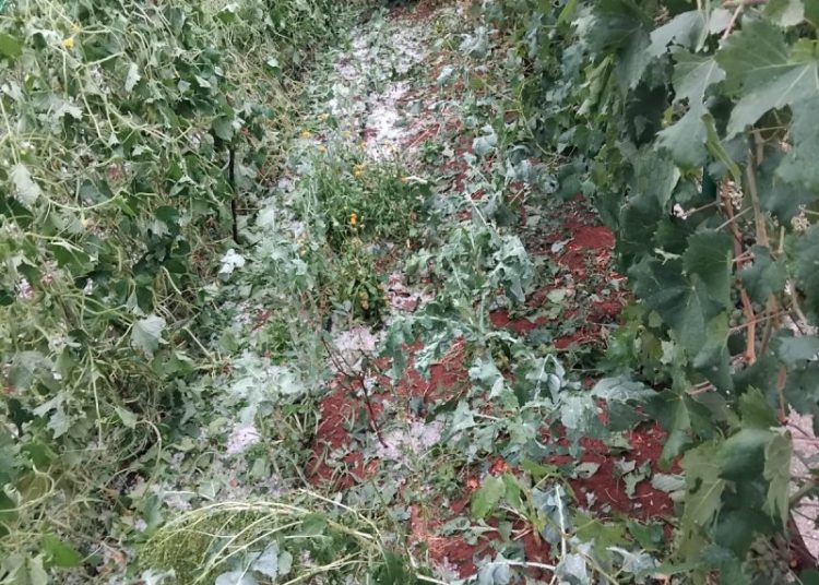 Široki Brijeg: Krupa u Rasnu uništila vrtove i vinovu lozu