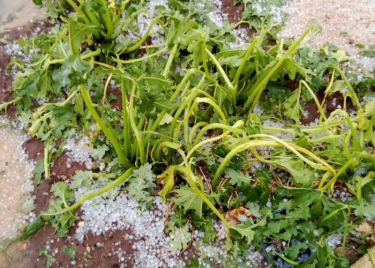 Široki Brijeg: Krupa u Rasnu uništila vrtove i vinovu lozu