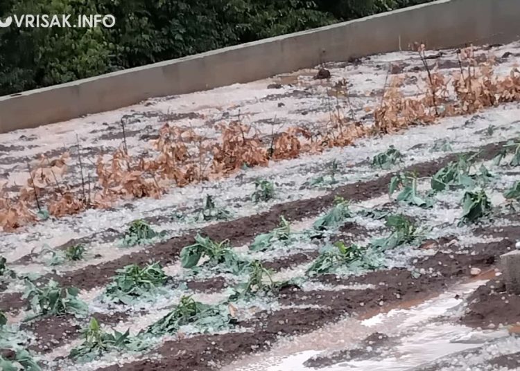 Široki Brijeg: Krupa u Rasnu uništila vrtove i vinovu lozu
