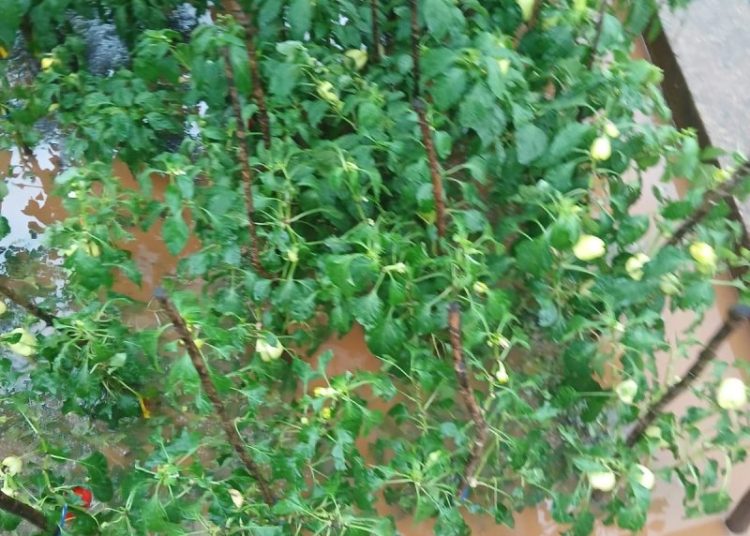 Široki Brijeg: Krupa u Rasnu uništila vrtove i vinovu lozu