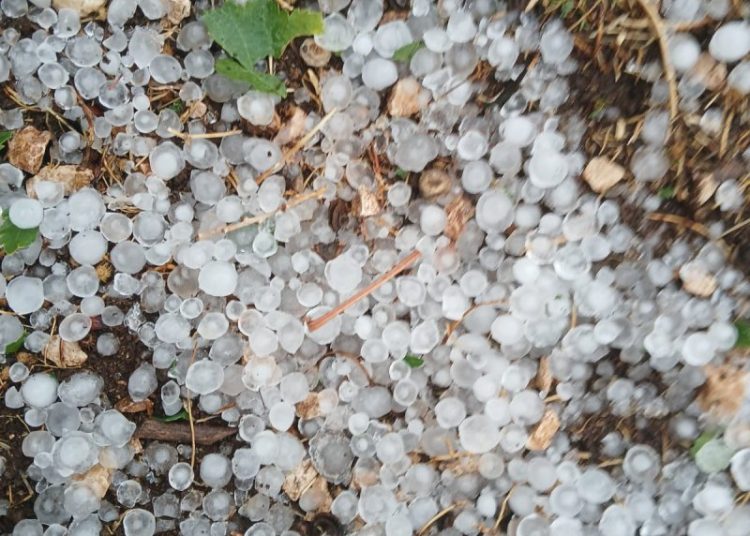 Široki Brijeg: Krupa u Rasnu uništila vrtove i vinovu lozu