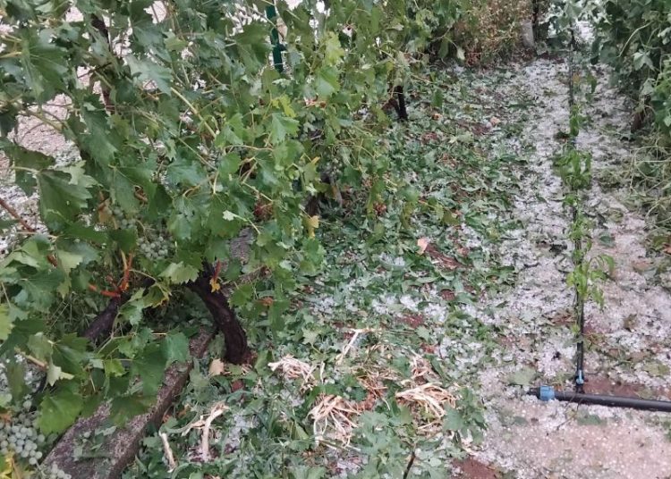 Široki Brijeg: Krupa u Rasnu uništila vrtove i vinovu lozu