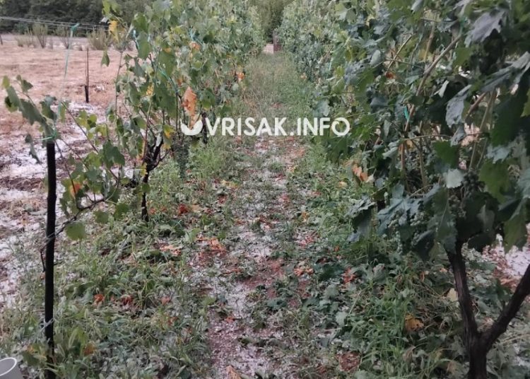 Široki Brijeg: Krupa u Rasnu uništila vrtove i vinovu lozu